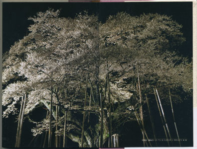 桜伝奇　日本人の心と桜の老巨木めぐり［image3］