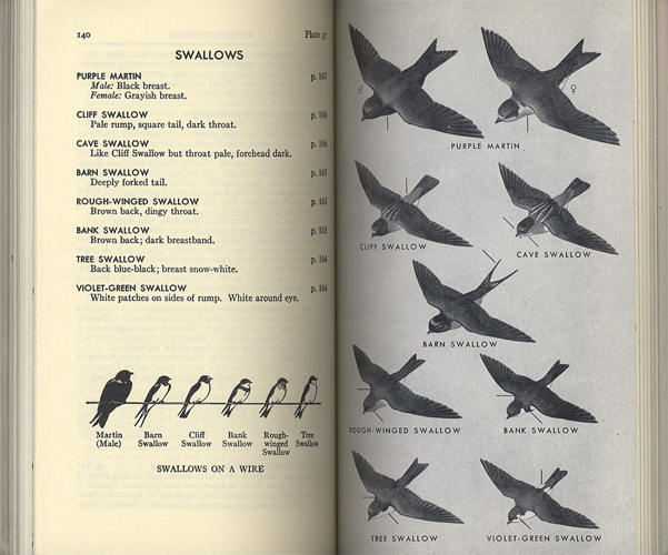 Field Guide to the Birds of Texas and Adjacent States［image3］