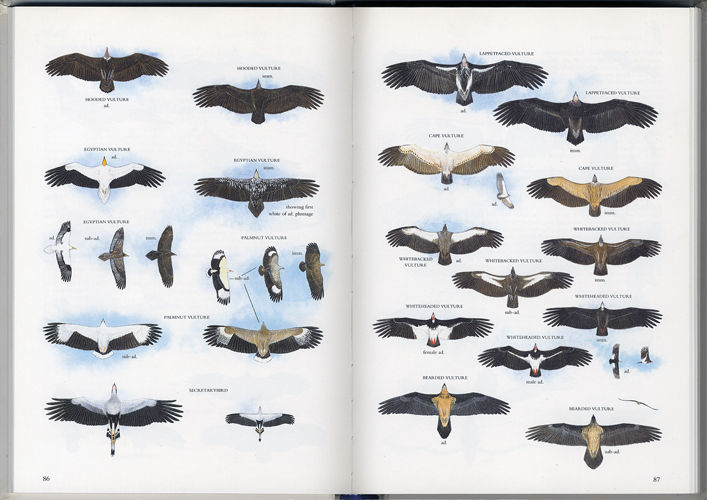 Illustrated Guide to the Birds of Southern Africa［image2］