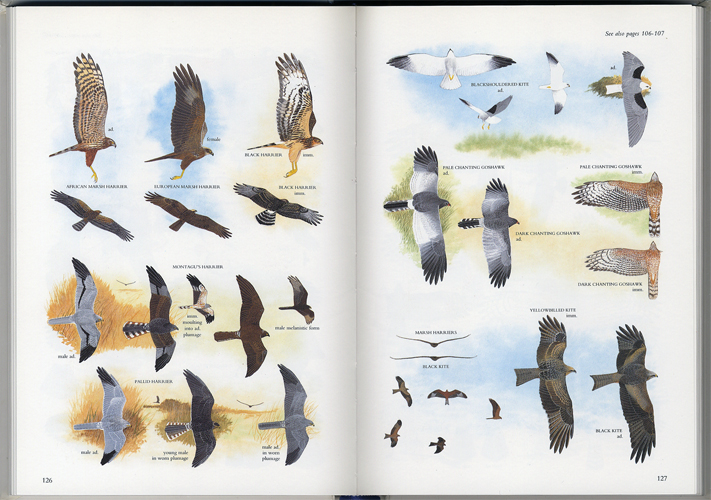 Illustrated Guide to the Birds of Southern Africa［image3］