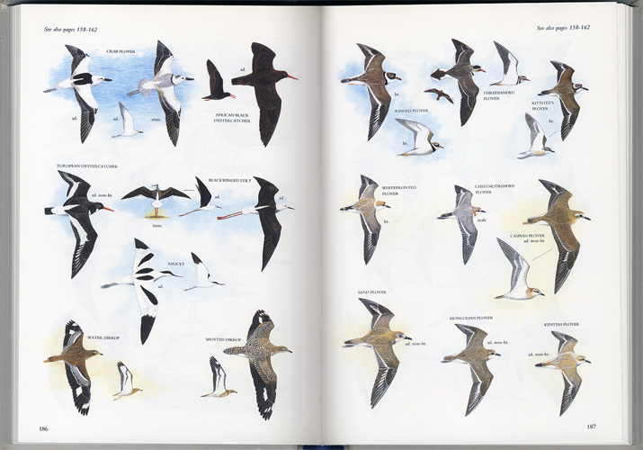 Illustrated Guide to the Birds of Southern Africa［image4］
