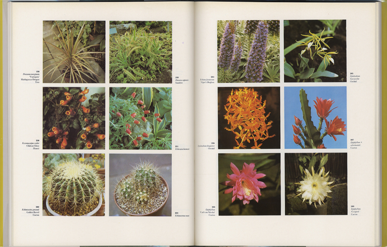 The Dictionary of Indoor Plants in Color［image3］
