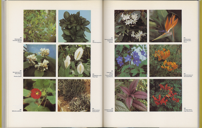The Dictionary of Indoor Plants in Color［image5］